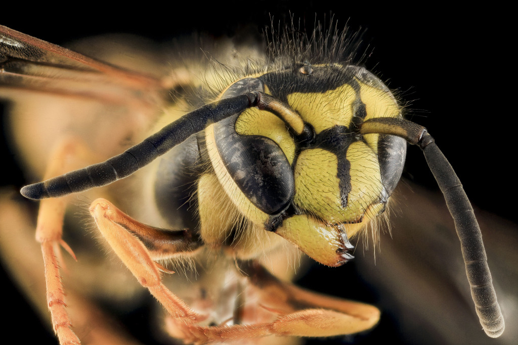 Fig 1: Yellowjacket wasp (Vespula squamosa). By USGS Bee Inventory and Monitoring Lab from Beltsville, USA [CC BY 2.0 (http://creativecommons.org/licenses/by/2.0)], via Wikimedia Commons