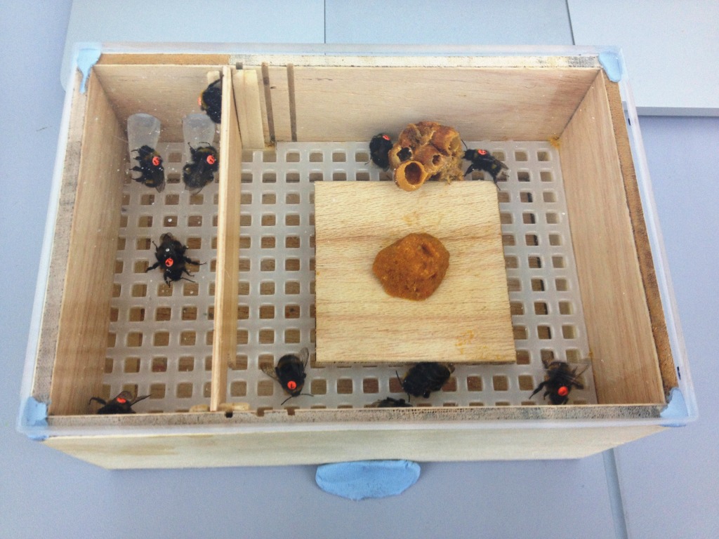 Figure 1. The first prototype of my microcolony set-up. The bees feed on a sugar solution from two Eppendorf tubes in the top left of the box. The orange ball in the middle is pollen and the lump off to the side is a piece of wax from the parental colony.