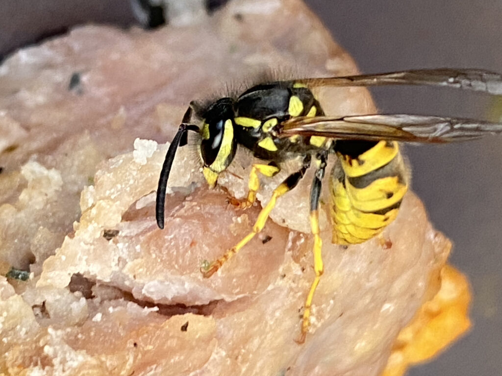Ham or Jam: Wasp Picnic Survey 2026