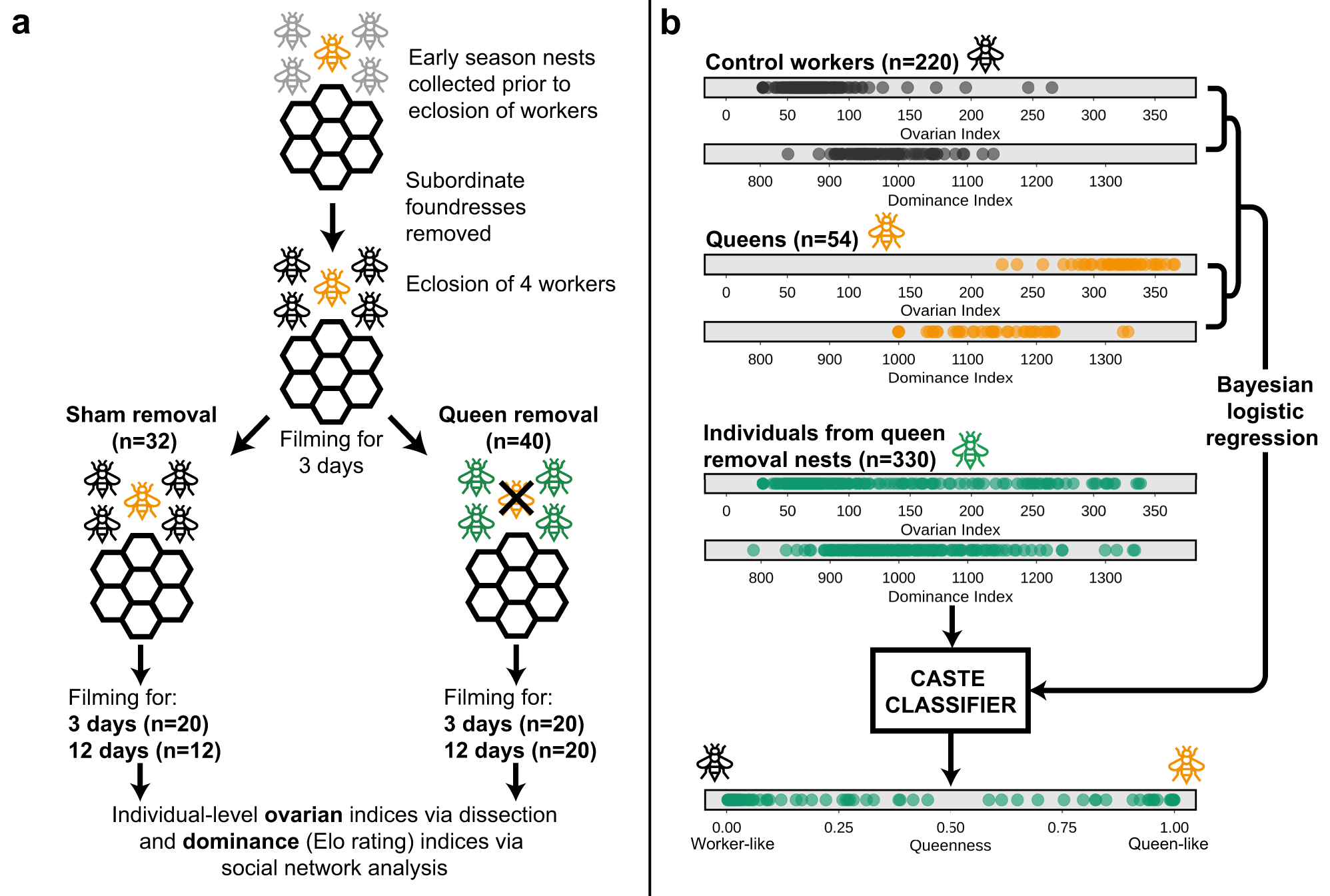 Schema for an experiment to determine mechanisms of queen succession in the European paper wasp *Polistes dominula*, part of Ben's PhD research (Taylor et al. 2021).